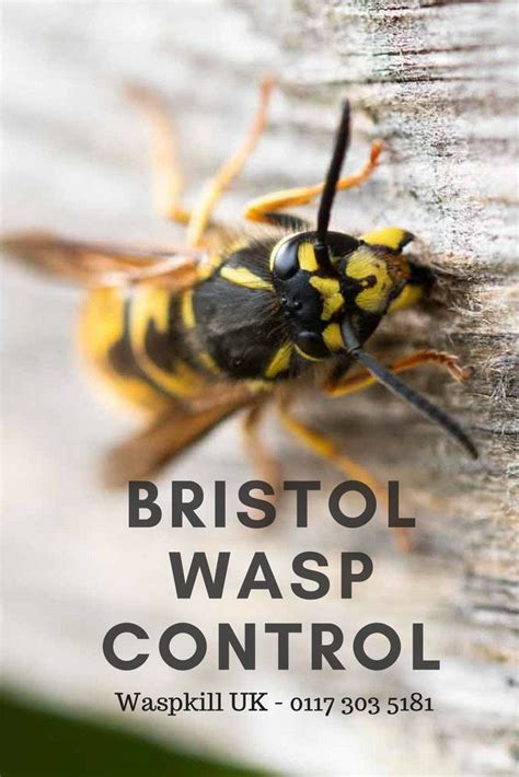 best wasp exterminator near me